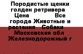 Породистые щенки голден ретривера › Цена ­ 25 000 - Все города Животные и растения » Собаки   . Московская обл.,Железнодорожный г.